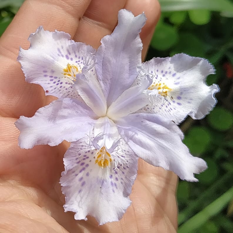 Iris - Jardín Botánico La Almunya del Sur
